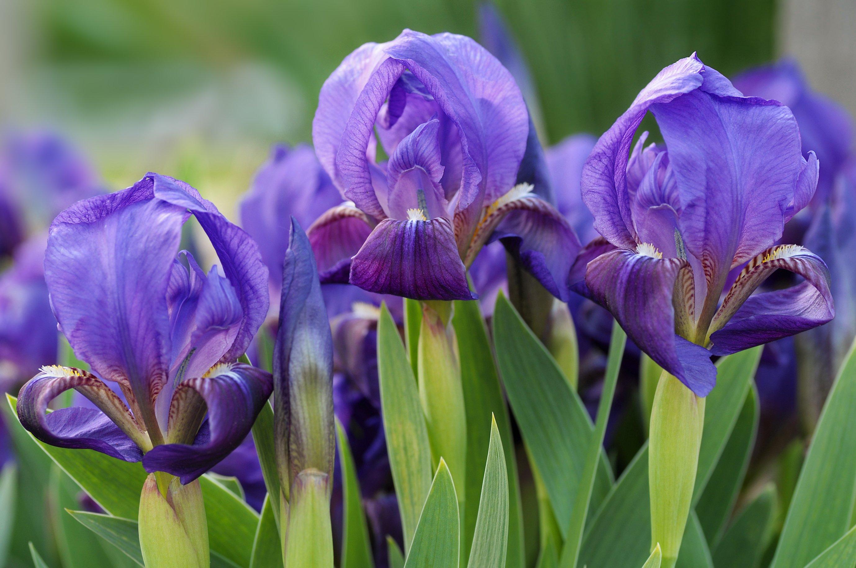 Iris Ultimate Guide. Facts, Types & Tips Interflora